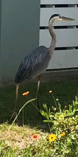 A Great Blue Heron standing among wildflowers at Blue Heron Villa
